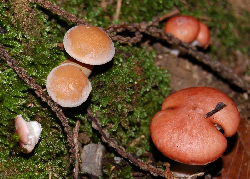 Suillus bovinus e Gomphidius roseus